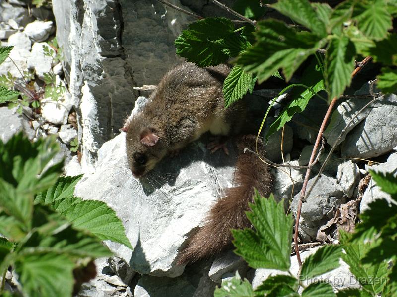 DSCF6026.JPG