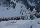 DSC00625  Botanički vrt, Zavizan, Mt Velebit, Feb 28 - Mar 1, 2013