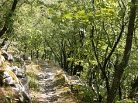DSC01230  Premuzic Mountain Trail, July 25-27, 2013