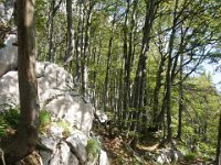 DSC01034  Premuzic Mountain Trail, July 25-27, 2013