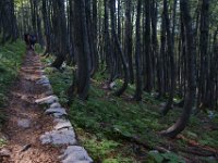 DSC01038  Premuzic Mountain Trail, July 25-27, 2013