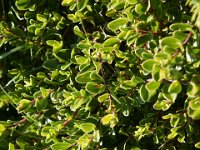 DSC01045  Premuzic Mountain Trail, July 25-27, 2013