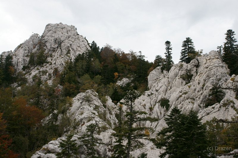 DSC07307.JPG - Bili kuk