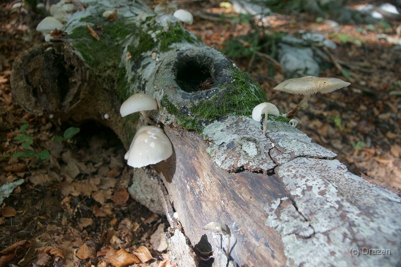 DSC07379.JPG